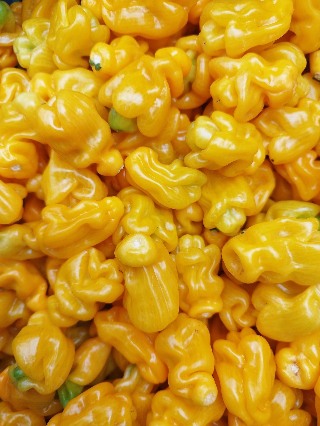 Frisch geerntete gelbe Madame-Jeanette-Chilis dicht nebeneinander