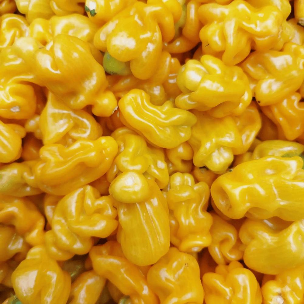 Nahaufnahme vieler gelber Madame-Jeanette-Chilischoten – die Basis für Tomasu Sambal