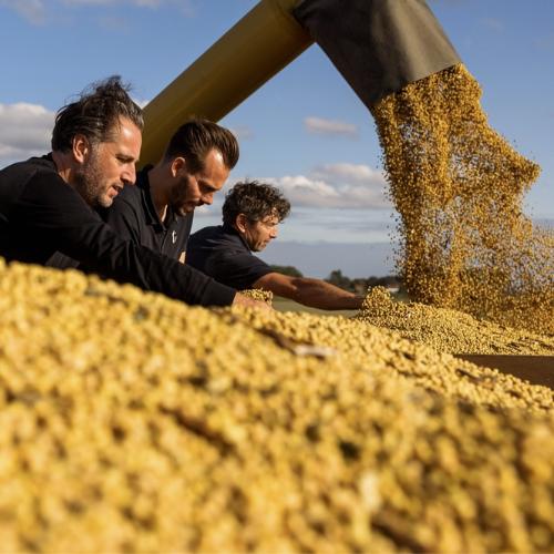 Tomasu Handwerker bei der Sojabohnen-Ernte und -Verarbeitung in den Niederlanden - Von der eigenen Farm zur handwerklich gebrauten Sojasauce
