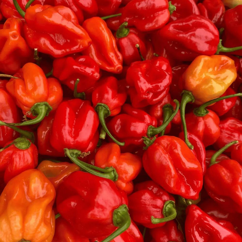 Nahaufnahme reifer roter Chilischoten mit grünen Stielen – Rohstoff für Tomasu Sambal