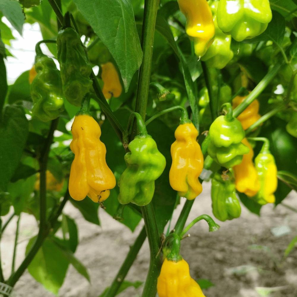 Nahaufnahme von gelben und grünen Madame-Jeanette-Chilischoten an der Pflanze. Frische, scharfe Chilis im Reifungsprozess, angebaut für Tomasu Sojasauce.