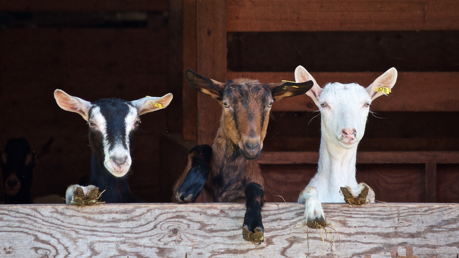 Drei Ziegen unterschiedlicher Farben schauen neugierig über den Rand eines Holzzauns in einem Stall.