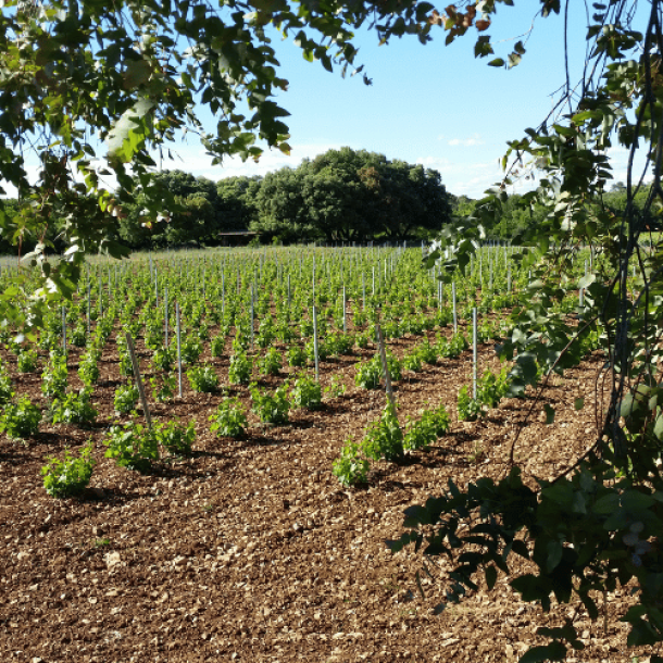 Panoramablick auf die malerischen miori Weingärten in der Provence, wo die Trauben für unsere exklusiven Weine gedeihen.
