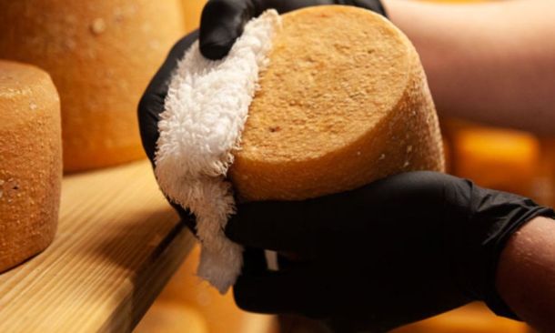 Manuelle Käseherstellung: Käse wird sorgfältig von Hand gepflegt